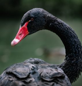 Is coronavirus (COVID 19) a black swan scenario for the world economy?