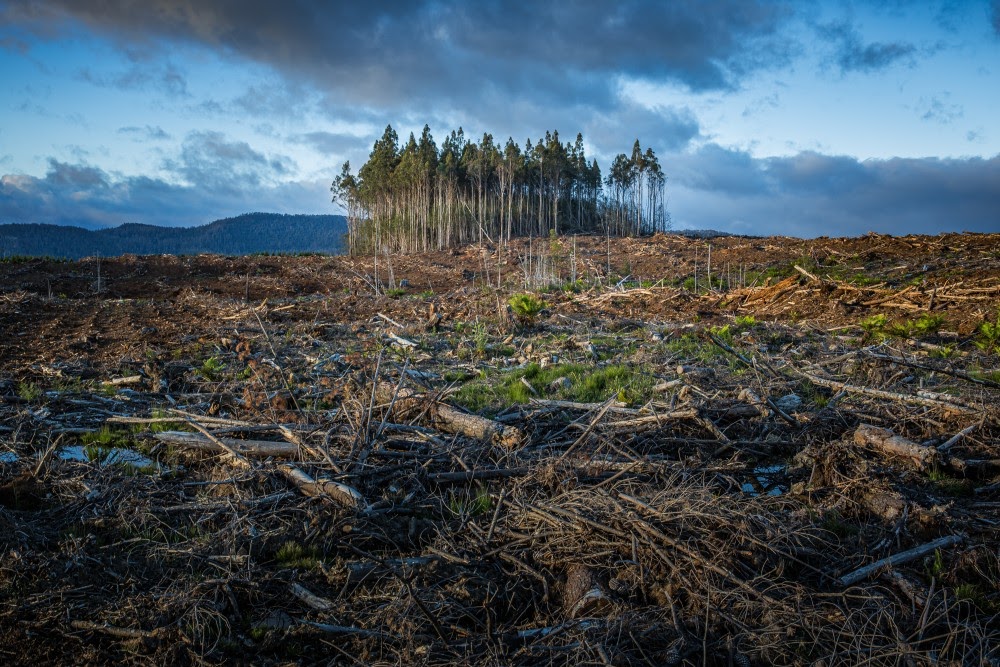 AI can contribute towards fight against illegal logging in vulnerable forest areas